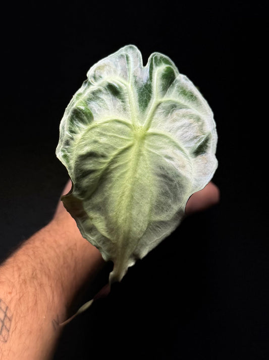 Alocasia Venom
