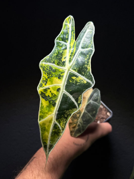 Alocasia Sanderiana „Bull“ Aurea Variegata