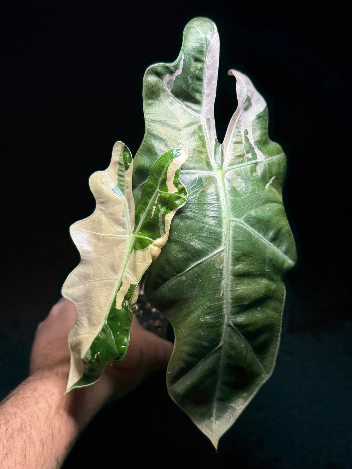 Alocasia Pseudo Sanderiana Albo/Pink Variegata (harvested)