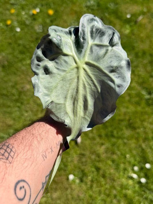 Alocasia Venom BULB/RHIZOM
