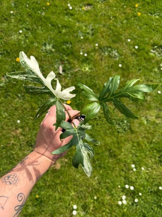 Alocasia Brancifolia Albo Variegata