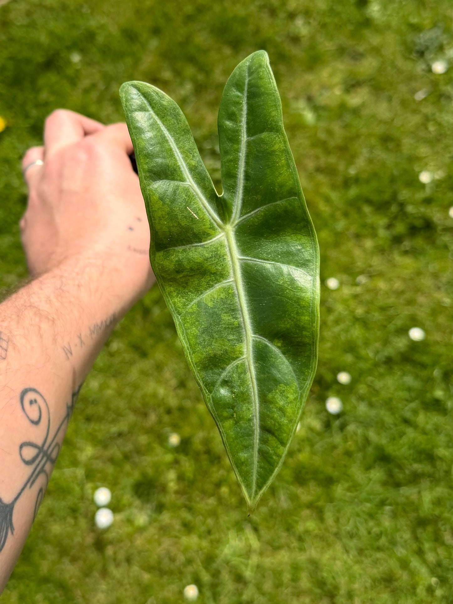 Alocasia Longiloba Sp. Golden Aurea/GoG Variegata