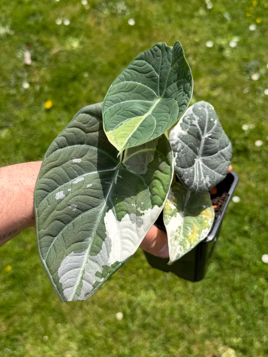 Alocasia Maharani Albo