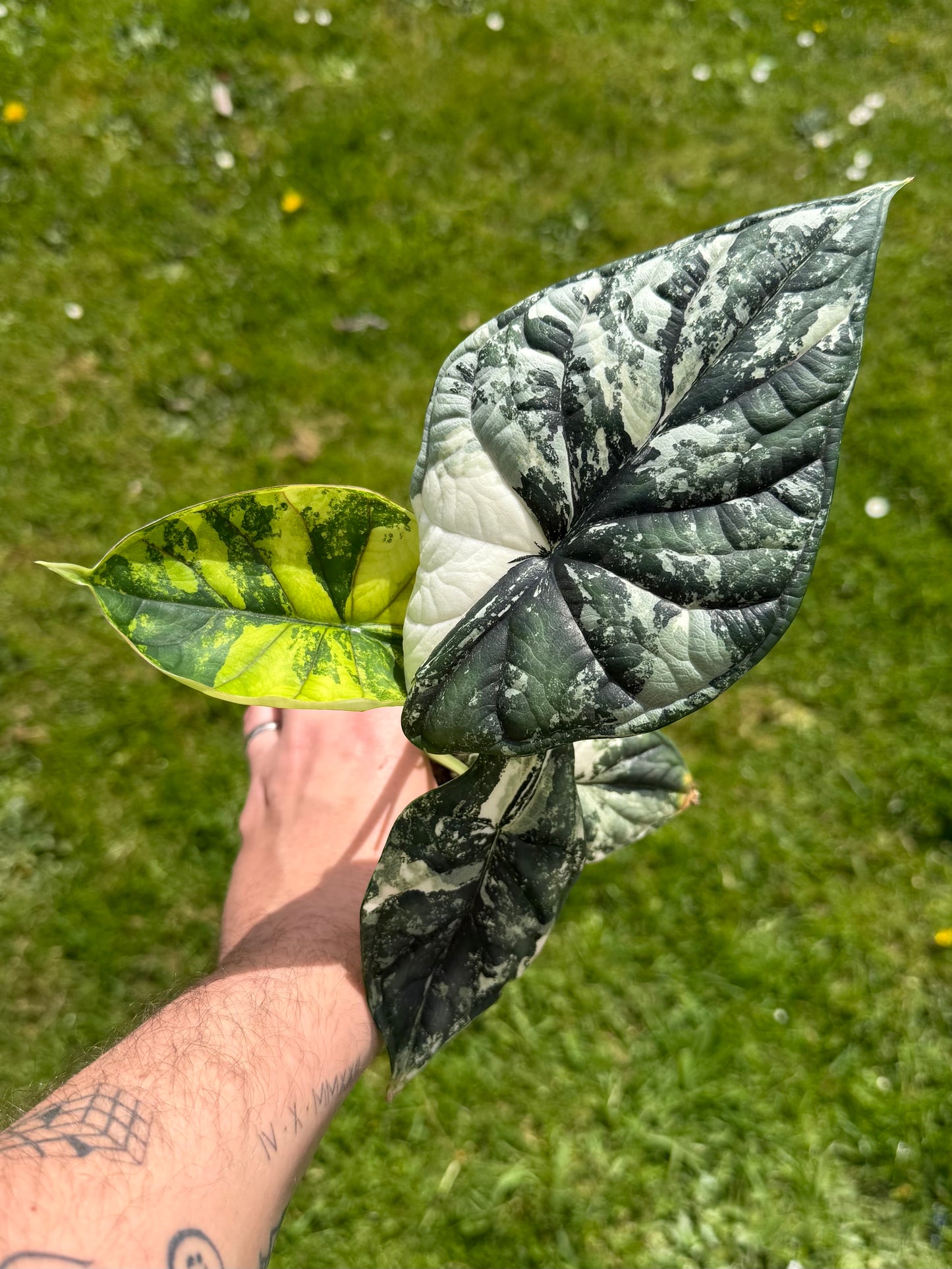 Alocasia Dragon Scale Albo