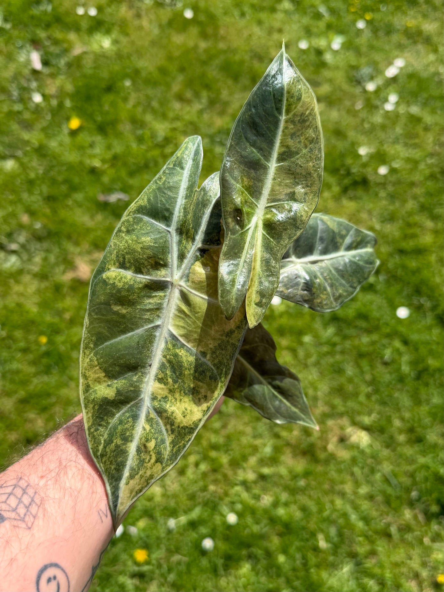 Alocasia Nairobi Aurea