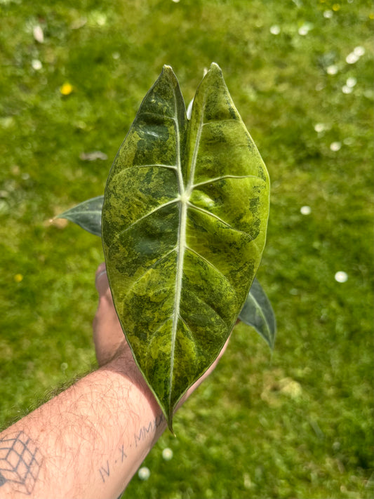 Alocasia Nairobi Aurea Variegata