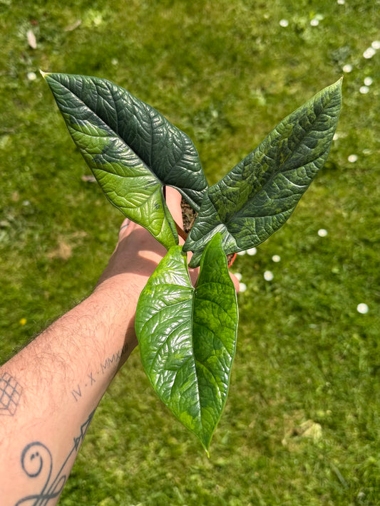 Alocasia Scalprum GoG Variegata