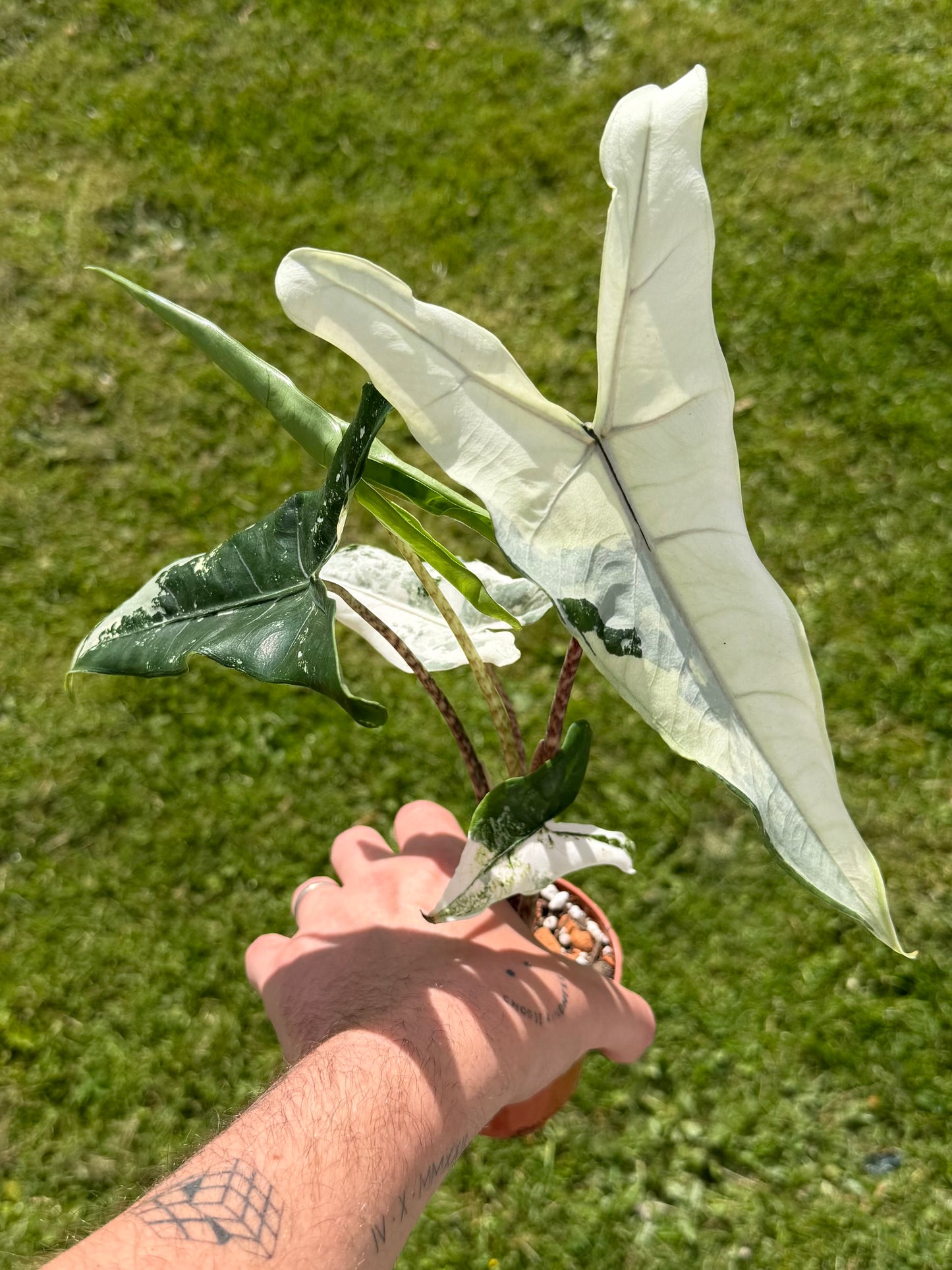 Alocasia Tigrina Albo Variegata