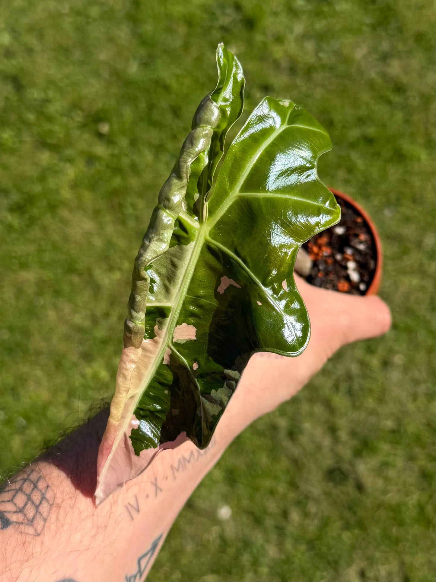 Alocasia Pseudo Sanderiana Albo/Pink Variegata