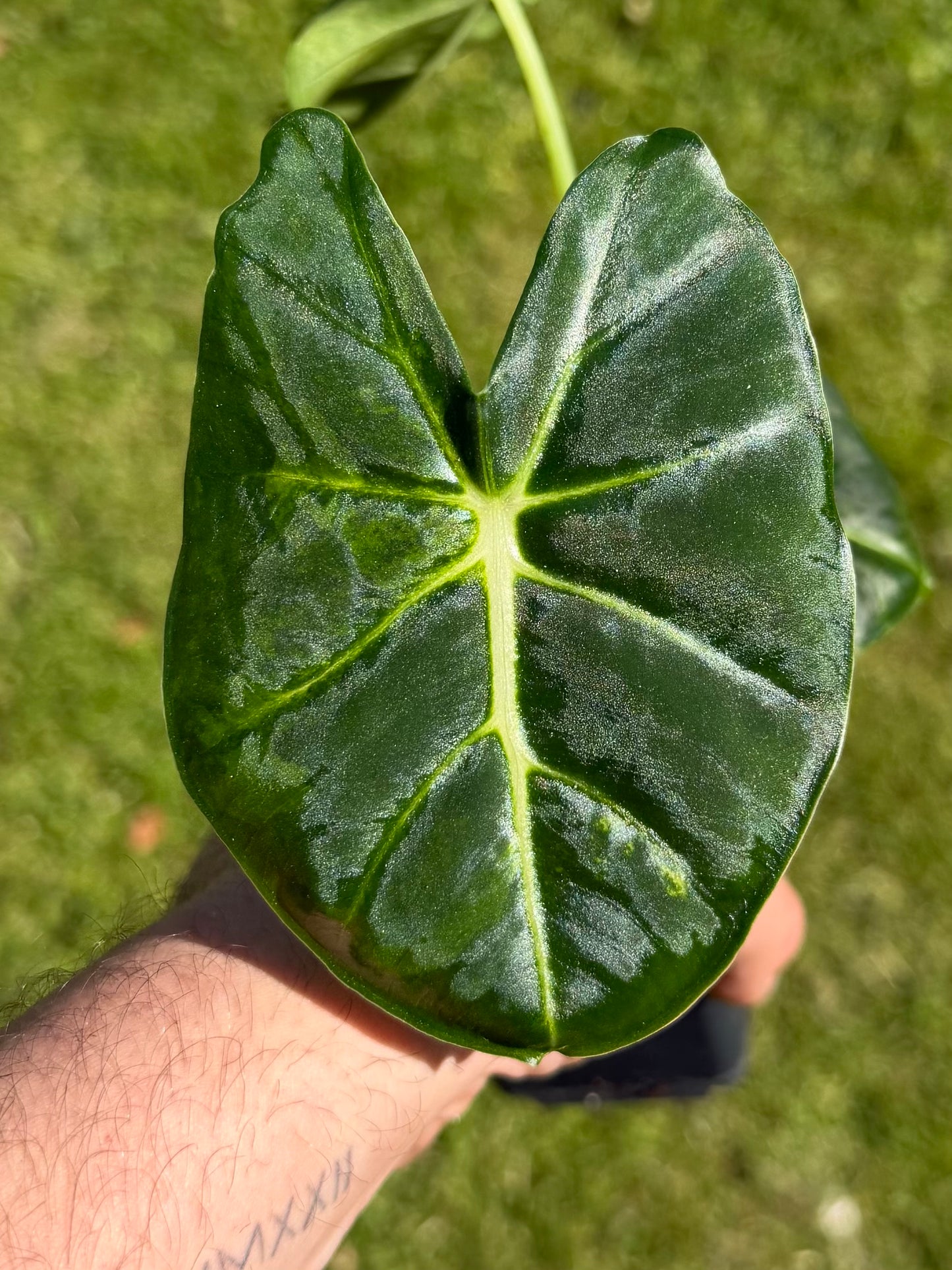 Alocasia Dorayaki Aurea Variegata