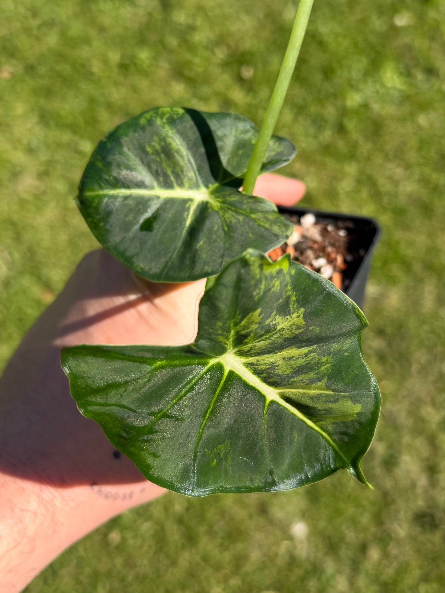 Alocasia Dorayaki Aurea Variegata