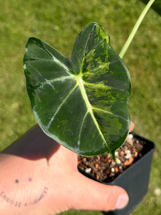 Alocasia Dorayaki Aurea Variegata