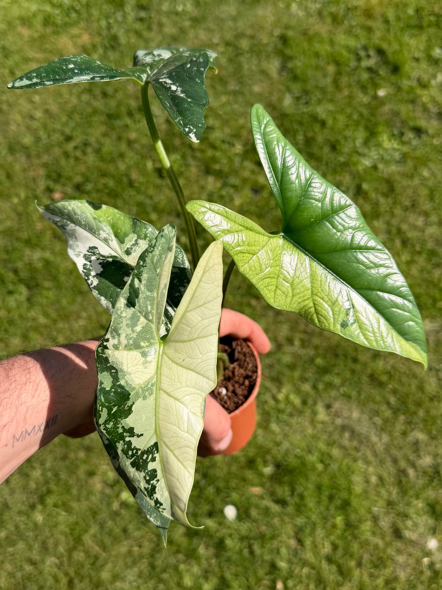 Alocasia Simpo Albo Variegata