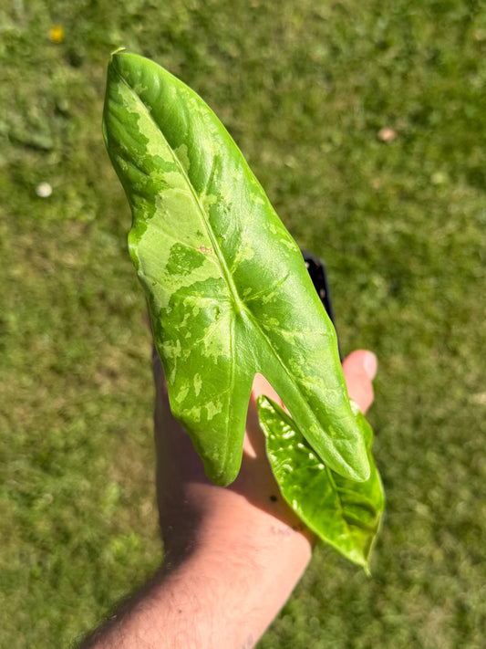Alocasia Accuminata Albo Variegata