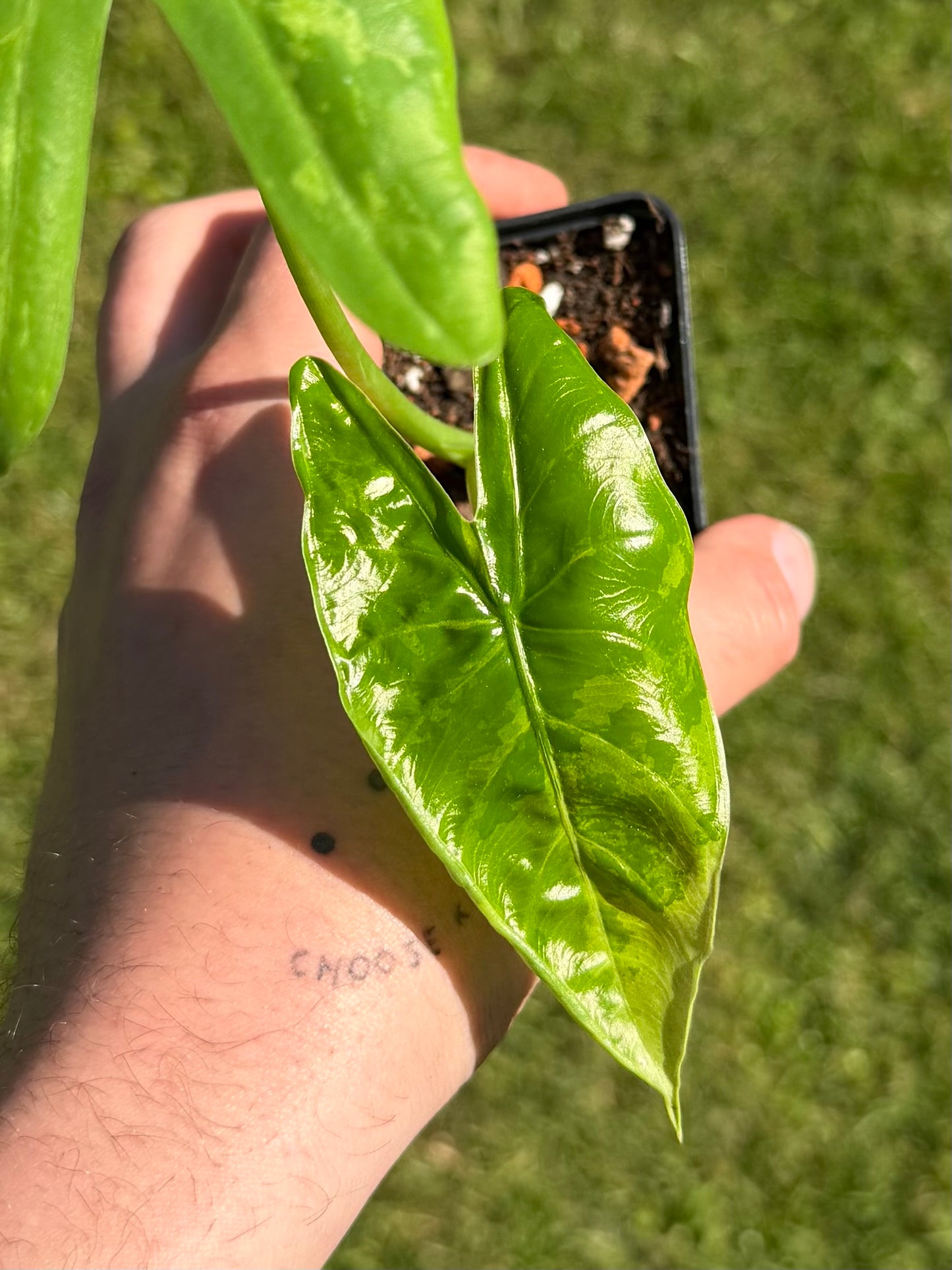 Alocasia Accuminata Albo Variegata