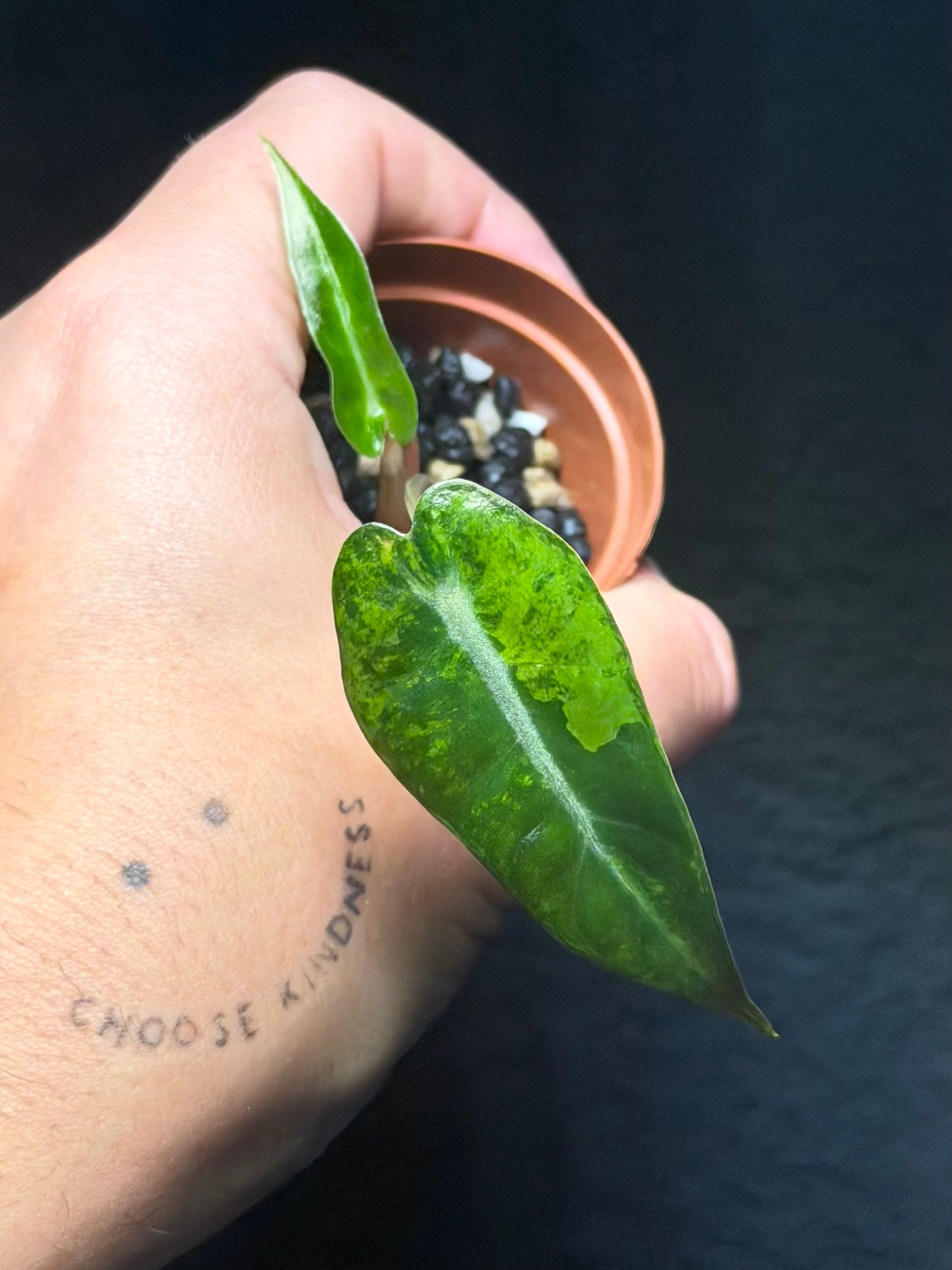 Alocasia Bambino Aurea