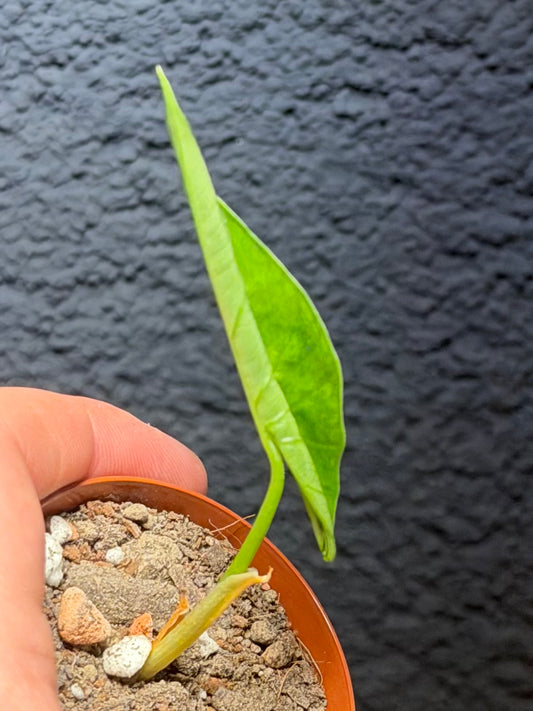 Alocasia Simpo Aurea