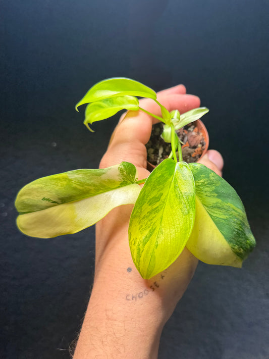 Philodendron Florida Beauty