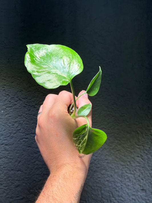 Monstera Bulbasaur