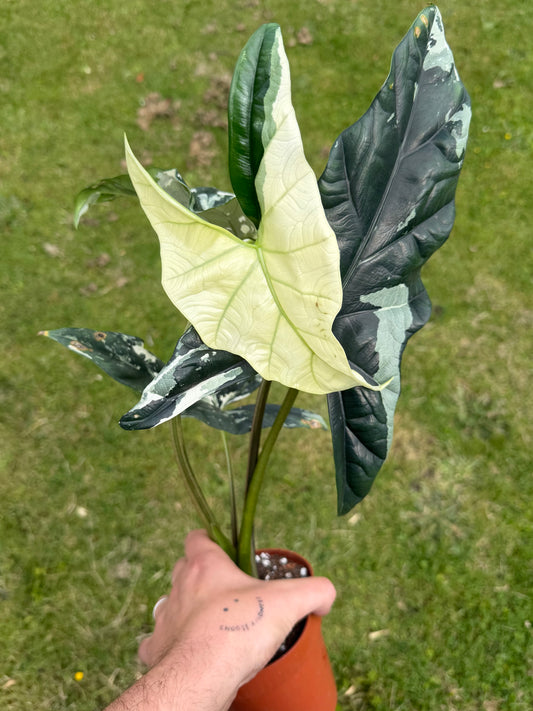 Alocasia Simpo Albo Variegata