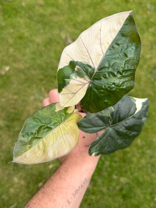 Alocasia Yucatan Albo/Pink Variegata