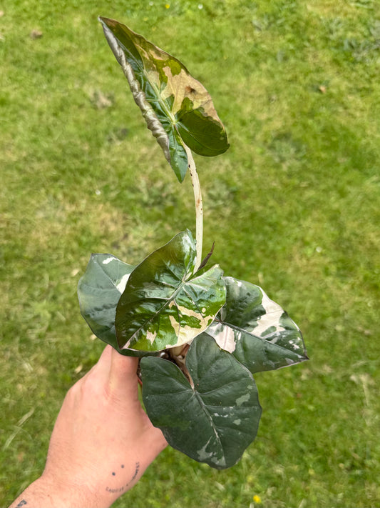 Alocasia Yucatan Albo/Pink Variegata