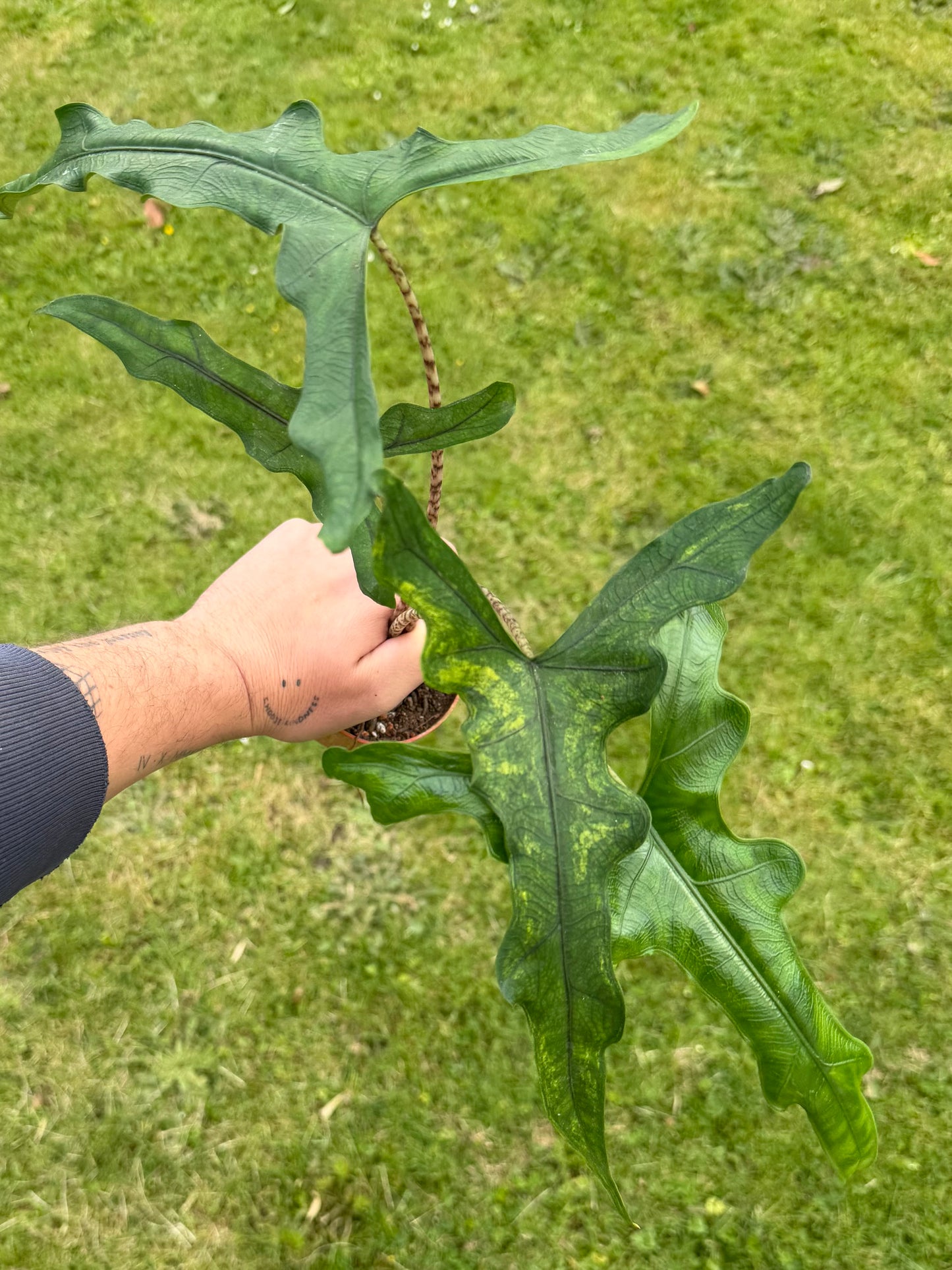 Alocasia Sabrina Aurea Variegata (low var.)