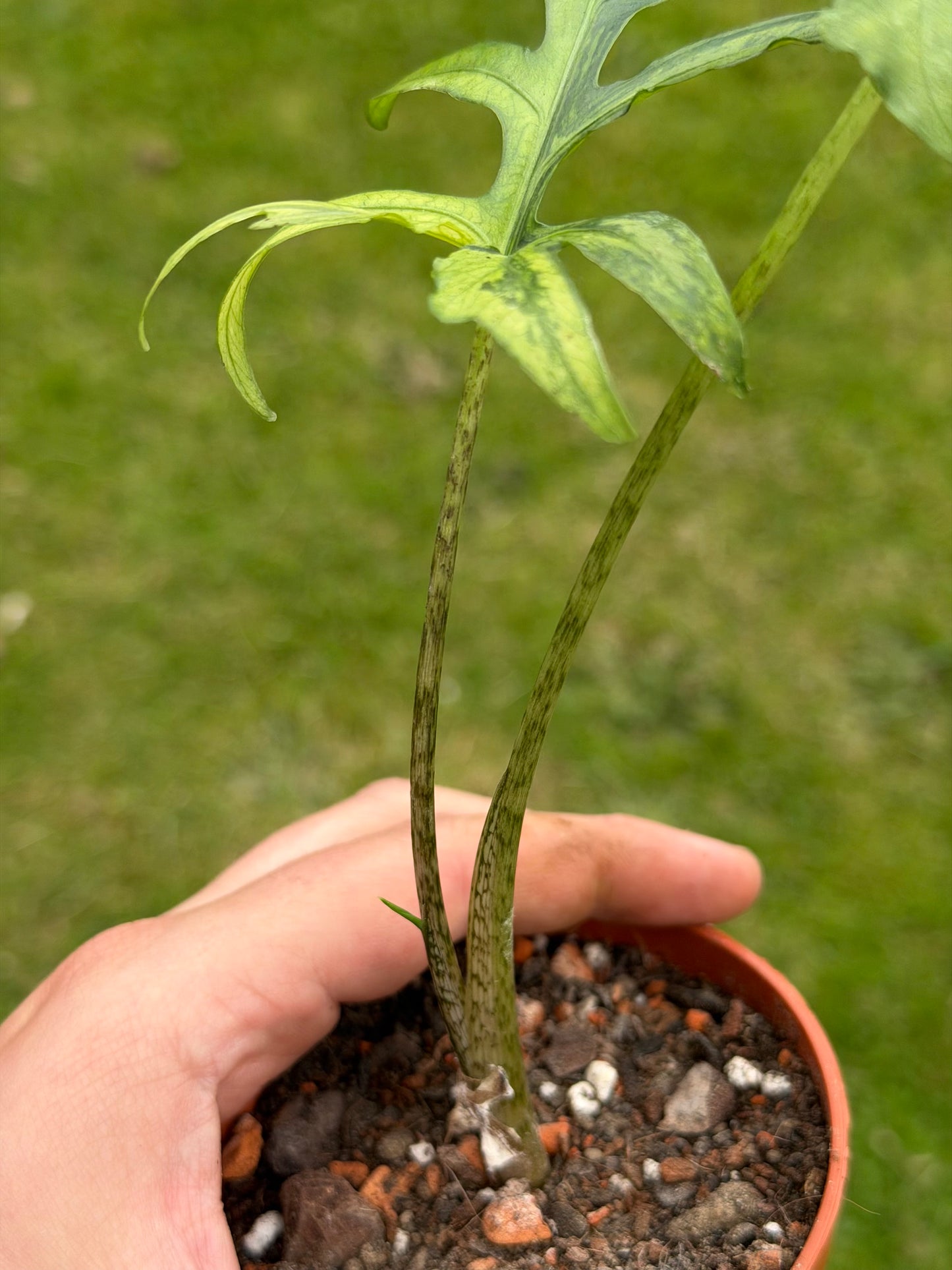 Alocasia Brancifolia Variegata