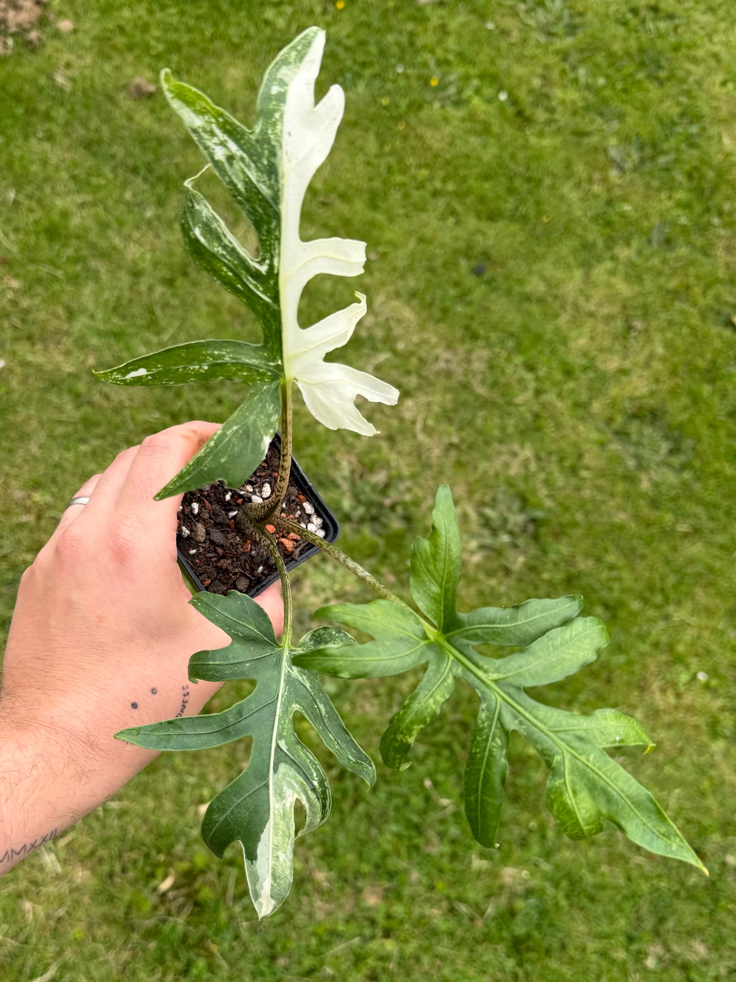 Alocasia Brancifolia Albo Variegata