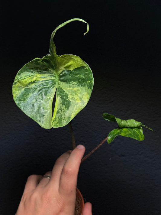 Alocasia Stingray Aurea Variegata