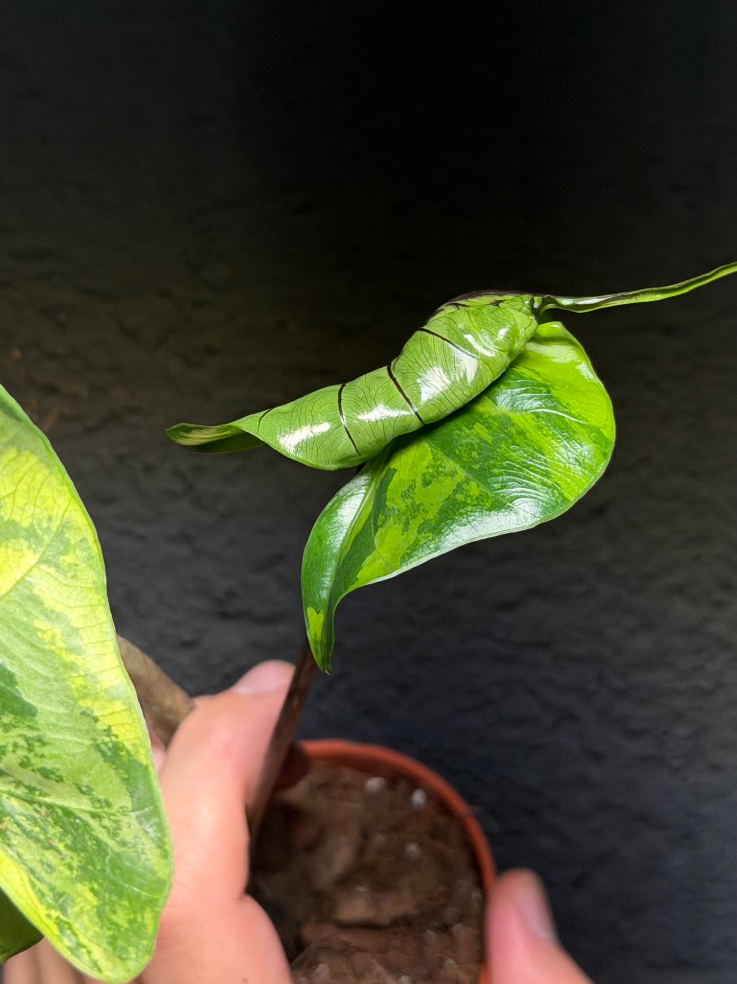 Alocasia Stingray Aurea Variegata