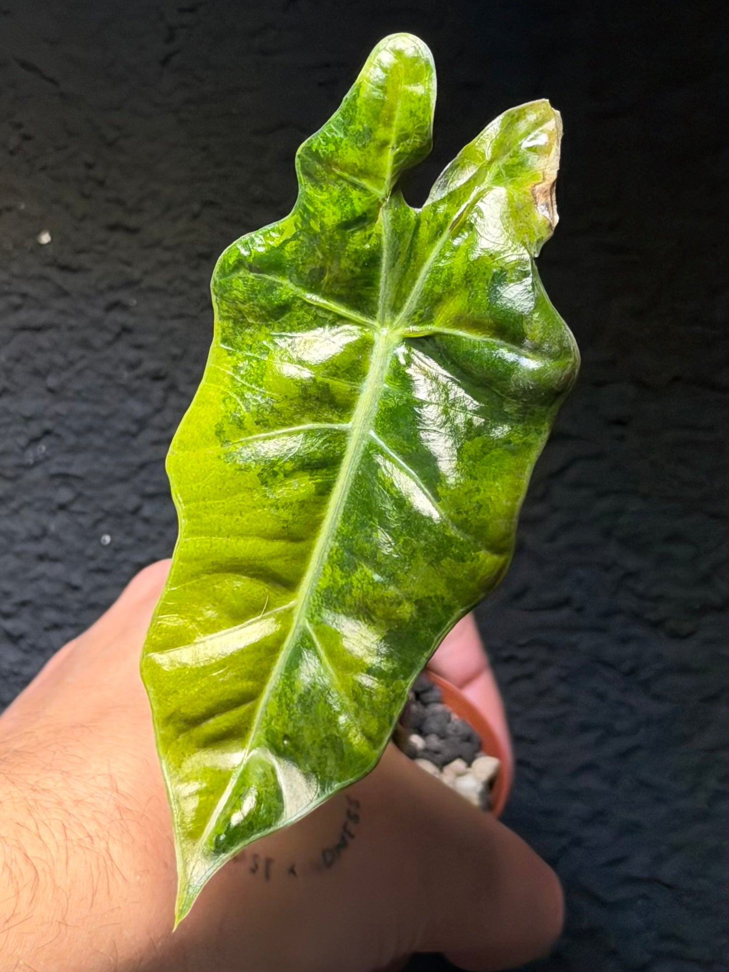 Alocasia Pseudo Sanderiana Aurea