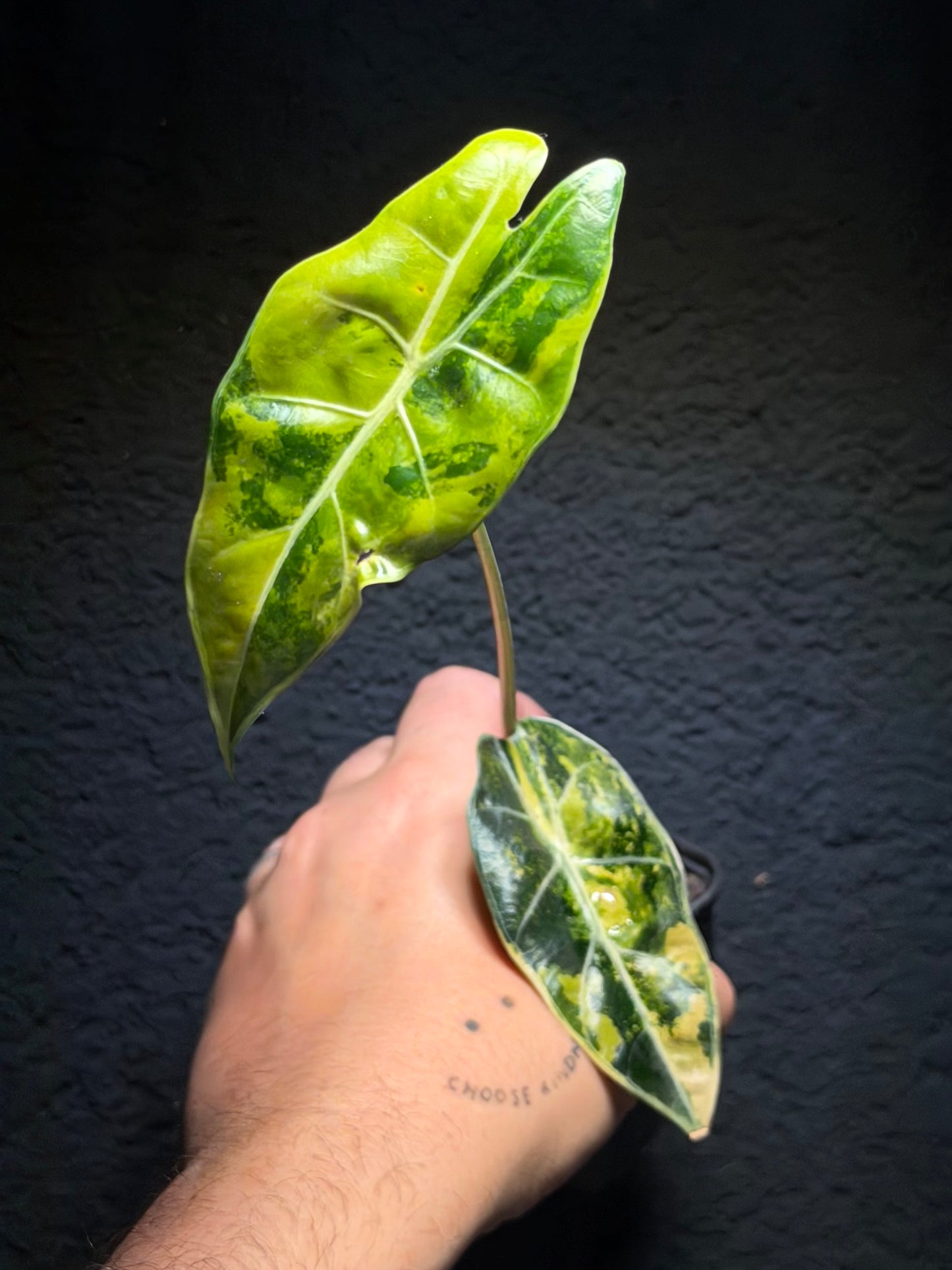 Alocasia Suhirmaniana Aurea Variegata
