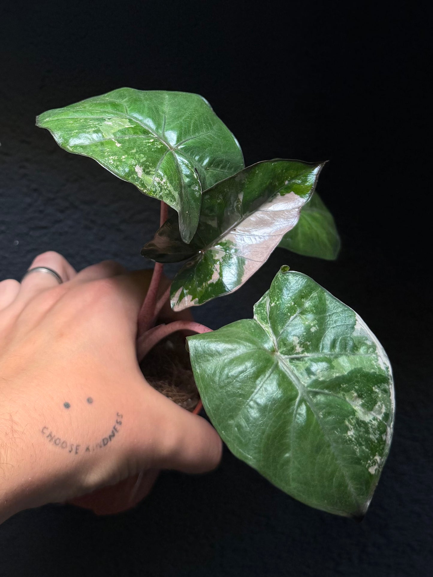 Alocasia Yucatan Albo/Pink Variegata