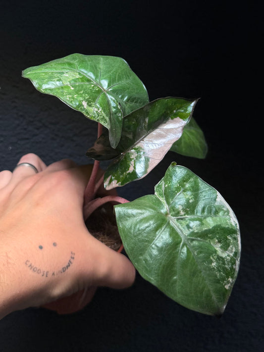 Alocasia Yucatan Albo/Pink Variegata