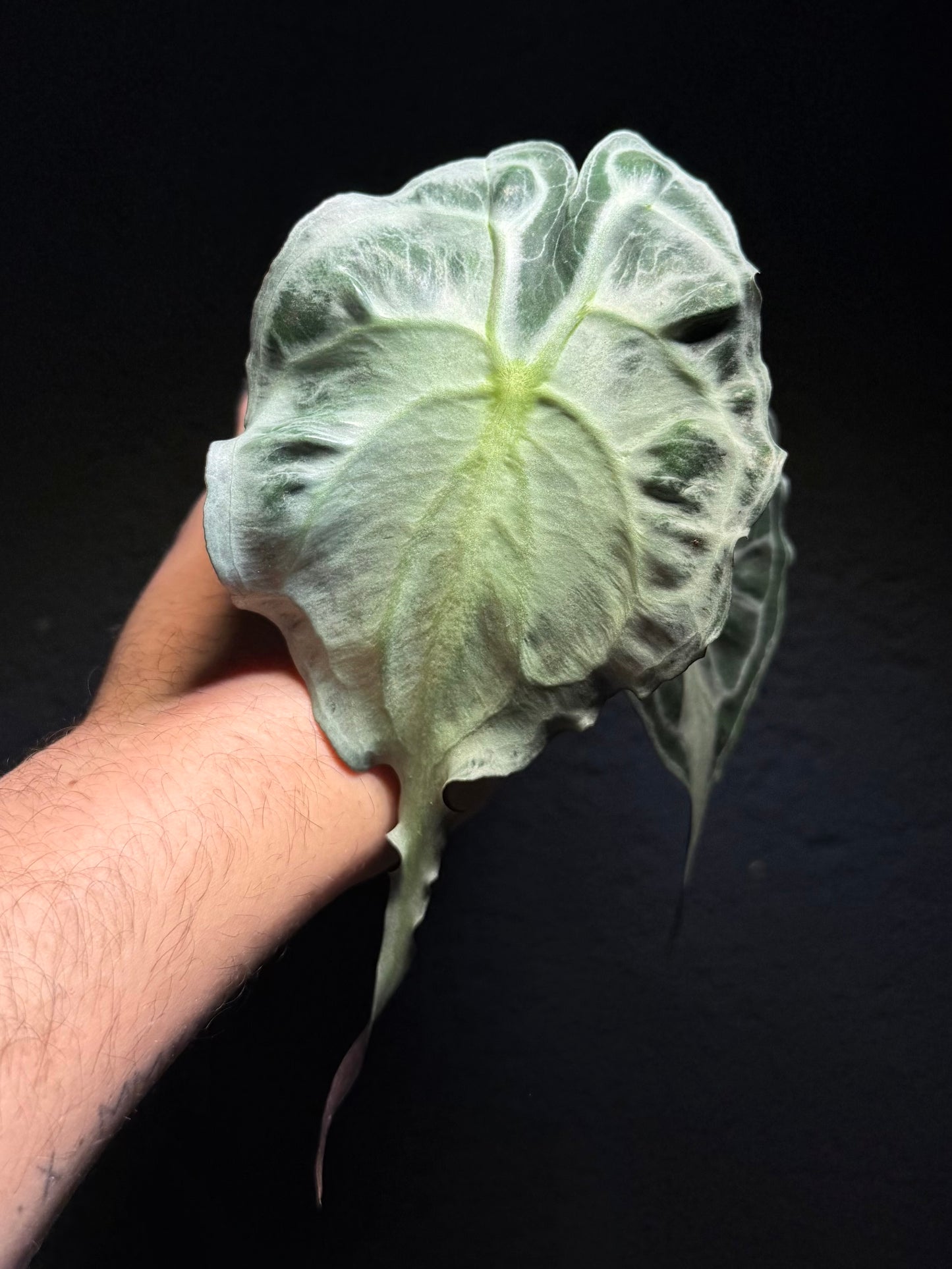 Alocasia Venom