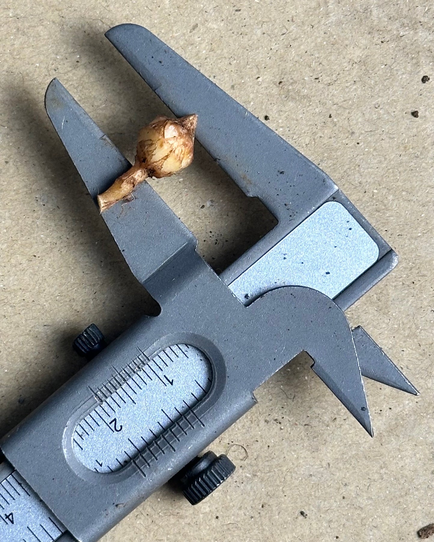 Alocasia Sanderiana Nobilis Albo/Pink RHIZOM/BULB