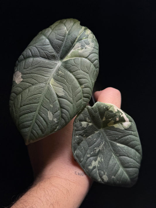 Alocasia Maharani Albo Variegata Rhizom