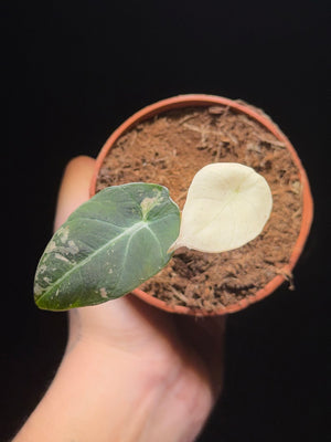 Alocasia Black Velvet Albo/Pink Variegata (2 plants)