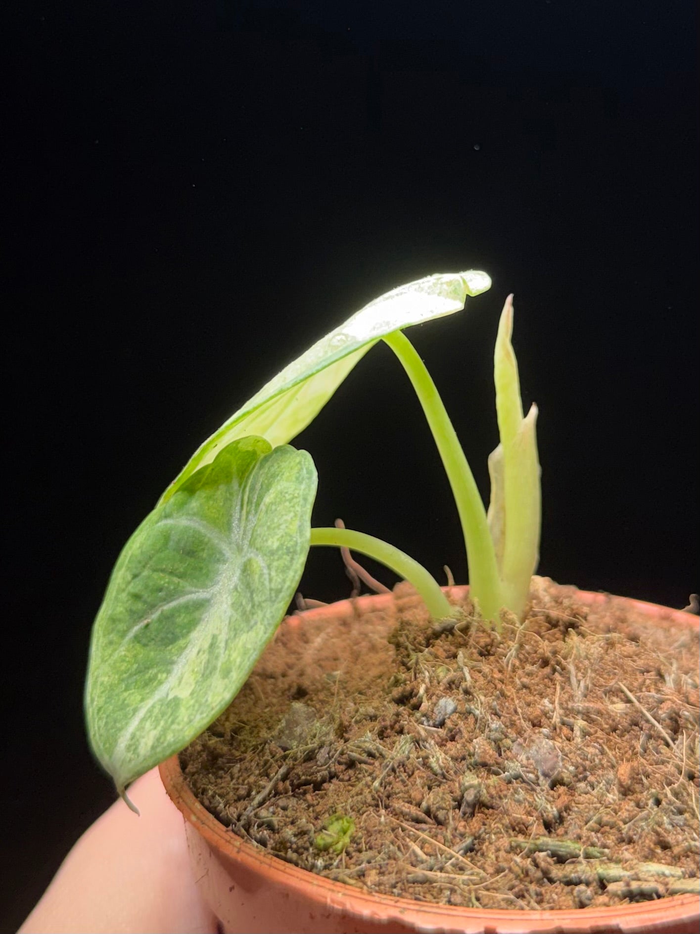 Alocasia Ninja „Splash“