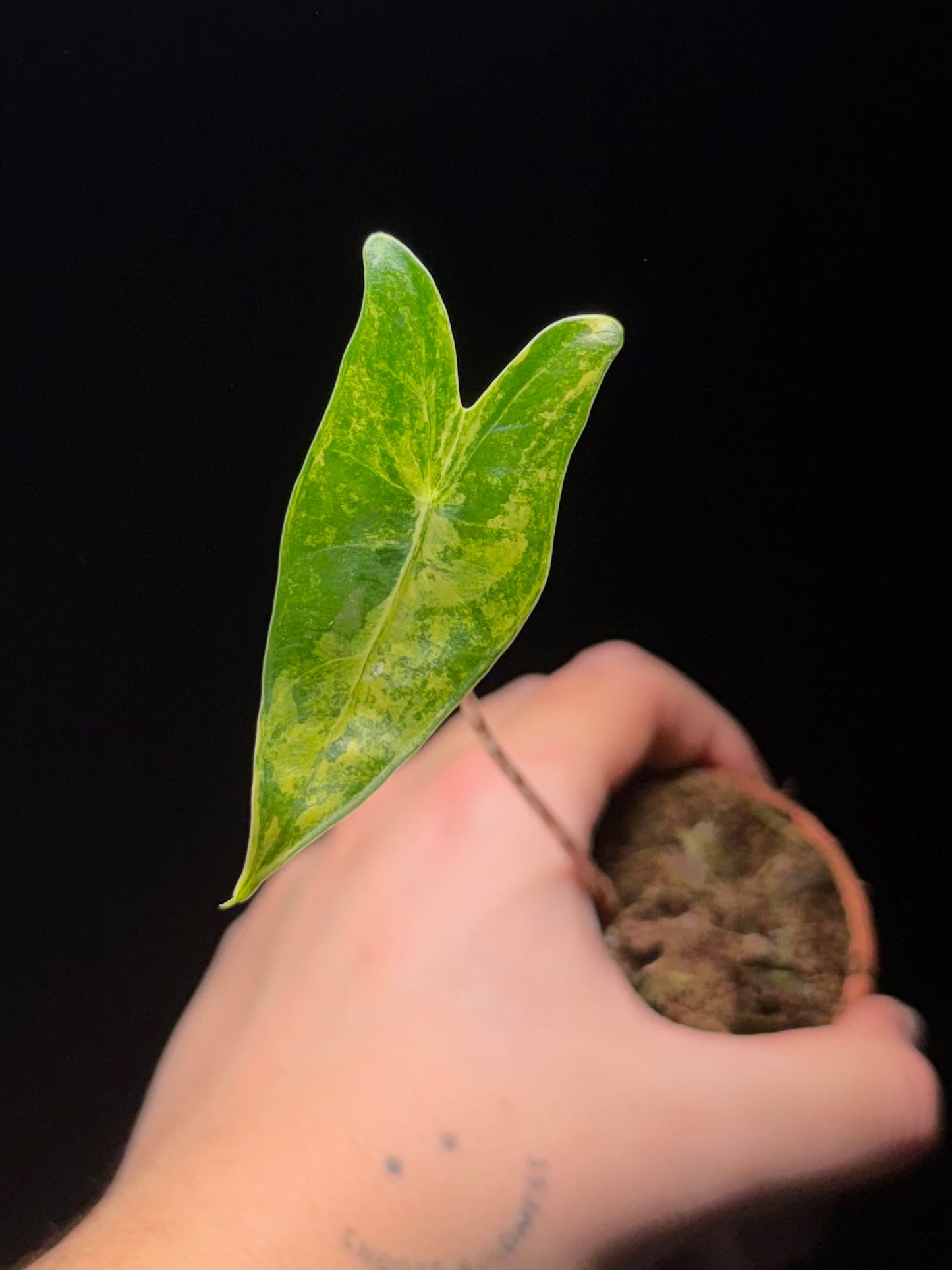 Alocasia Zebrina Aurea Variegata