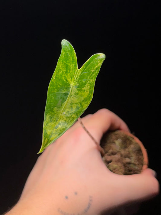 Alocasia Zebrina Aurea Variegata
