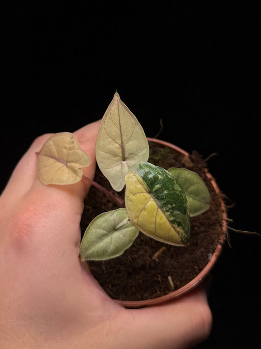 Alocasia Yucatan Princess Albo/Pink