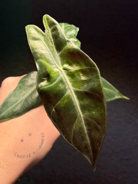 Alocasia Nairobi / Pink Dragon Aurea Rhizom