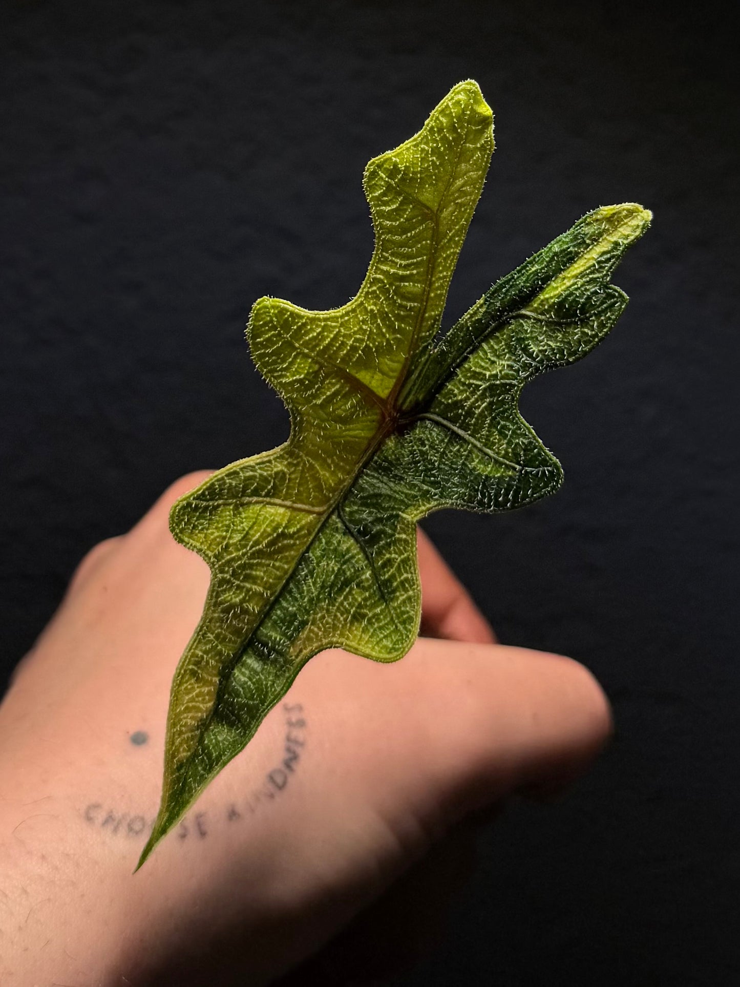 Alocasia Jacklyn Aurea Variegata