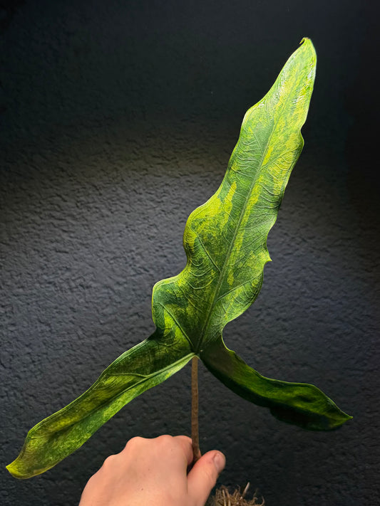 Alocasia Sabrina Aurea Variegata Rhizom