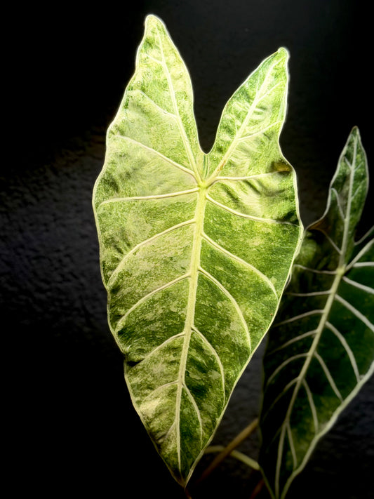 Alocasia Longiloba NoID „Stardust“ BULB/RHIZOM