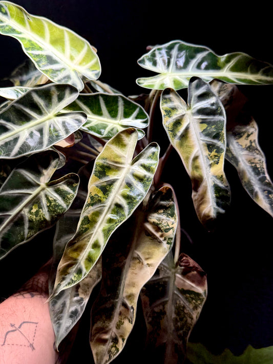 Alocasia Bambino Aurea Variegata BULB/RHIZOM