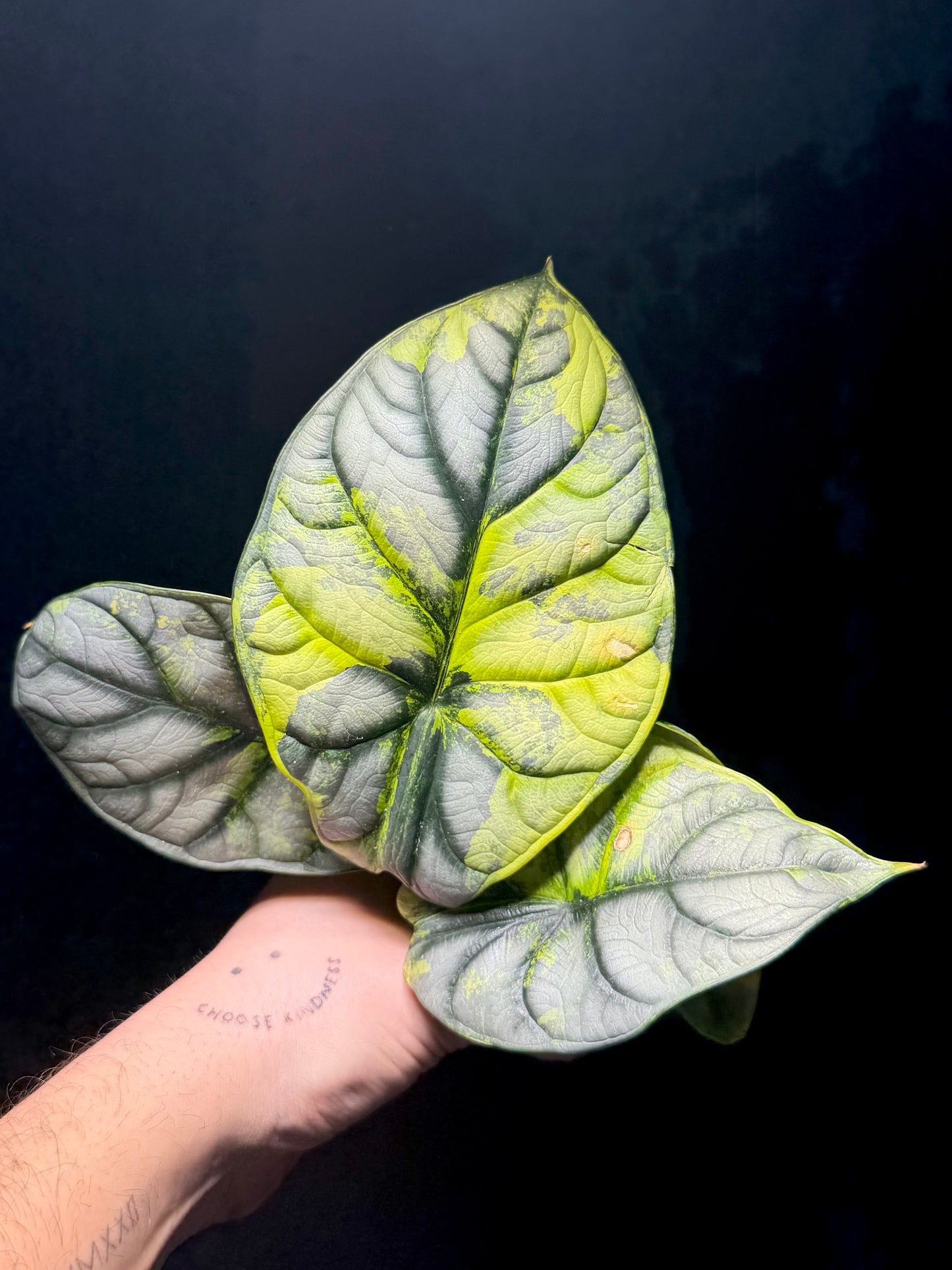Alocasia Silver Dragon Aurea Variegata BULB/RHIZOM