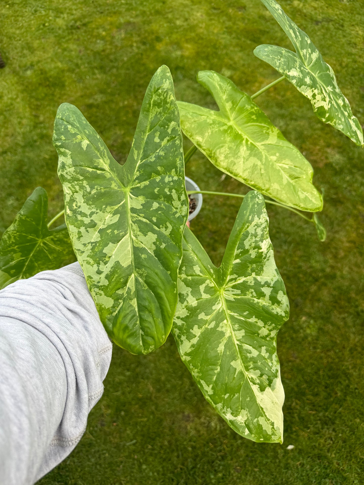 Alocasia Accuminata Albo Variegata Rhizom